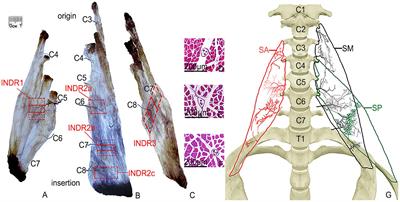 Division of neuromuscular compartments and localization of the center of the highest region of muscle spindles abundance in deep cervical muscles based on Sihler’s staining